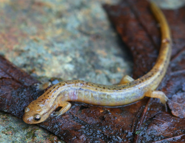 Two-lined Salamander
